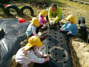 3歳児がタマネギを植えている様子