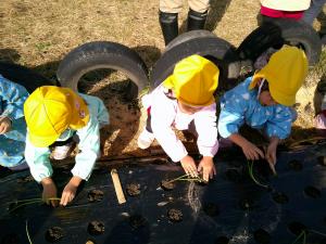 3歳児がタマネギの苗に土をかけています