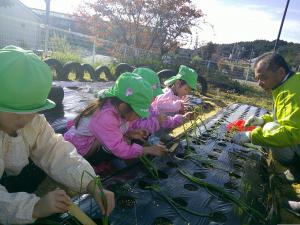 畑の先生と一緒に植えています
