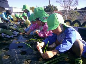 タマネギの苗を植えている4歳児