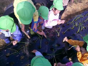 4歳児が竹の棒を使って苗植えをしています