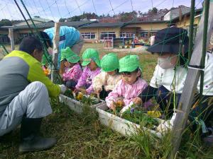 4歳児がチューリップの苗を植えています