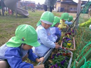 4歳児がチューリップの球根を植えています