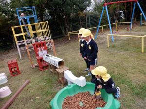 佐保幼　11月13日ドングリ研究所