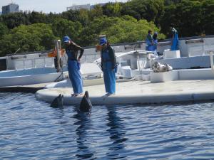 いるかのがっこう１