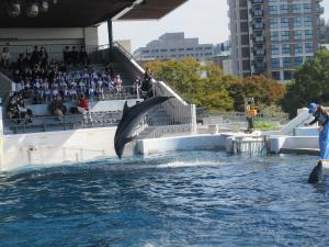 いるかのジャンプ