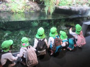 ４歳児オオサンショウウオを見ているところ