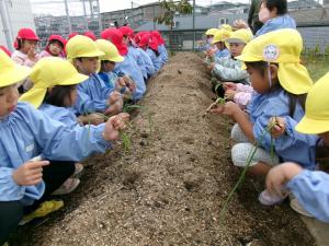 ひまわり組たまねぎ植え