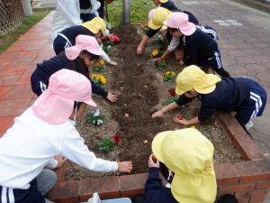 佐保幼　チューリップの球根