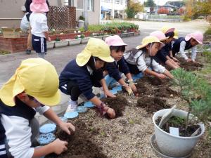 佐保幼　チューリップの球根植え2