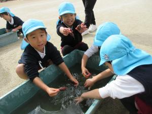 そら組　芋を洗っています