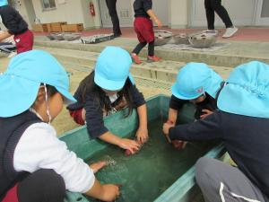 そら組が芋を洗っています