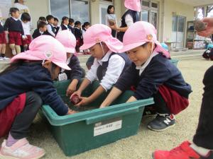 ほし組　芋を洗っています