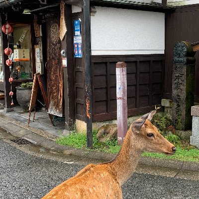 【公式：奈良町にぎわい室】奈良町観光情報アイコン