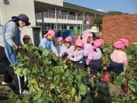 R7.11.14　いもほり・玉ねぎ植え