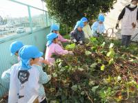 いもほり・玉ねぎ②