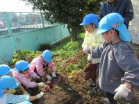 いもほり・玉ねぎ③