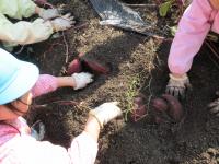 いもほり・たまねぎ④