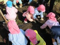 いもほり・玉ねぎ⑤