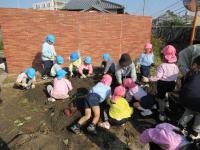 いもほり・玉ねぎ⑥