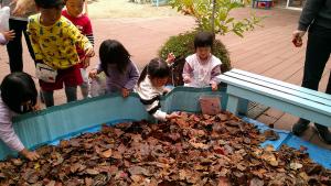 大量の落ち葉に触れています