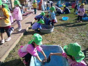 イモを洗っています