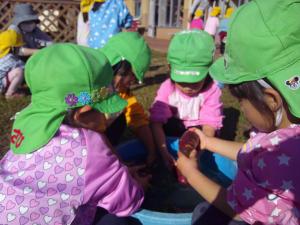 4歳児　いもを洗っています