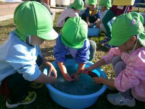 4歳児いもを洗っています