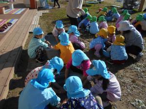 5歳児イモを洗っています