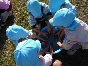 5歳児イモを洗っています