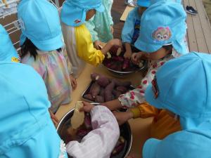 5歳　いもを包んでいます