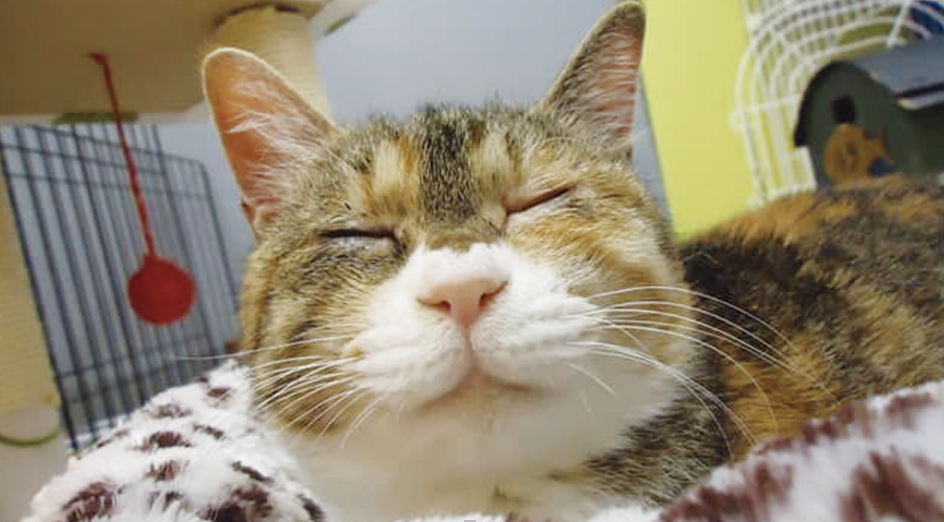 動物愛護事業の写真