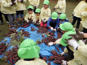 たくさんのとれた芋
