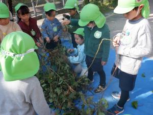 つるを巻いていく様子