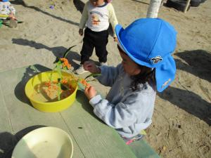 木の実を枝から取っているところ