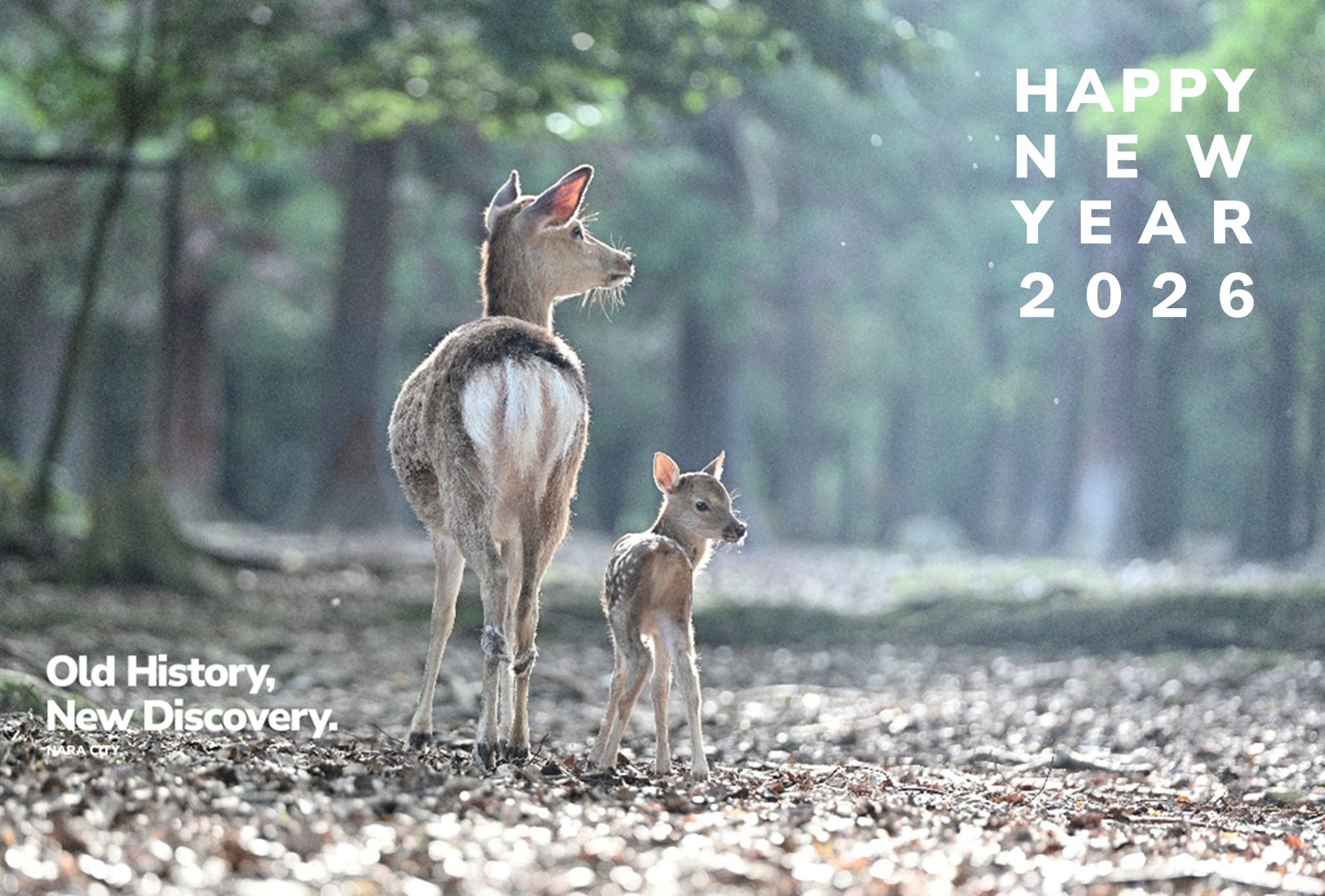 【14】奈良の杜の親子鹿