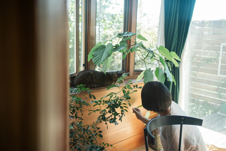 窓辺でお昼寝するマオ
