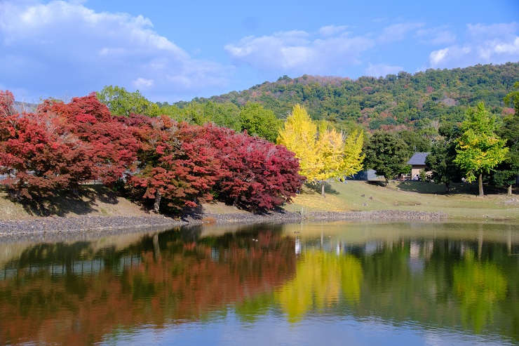 秋の奈良公園１(photo by mitto) 季節、くらしの風景