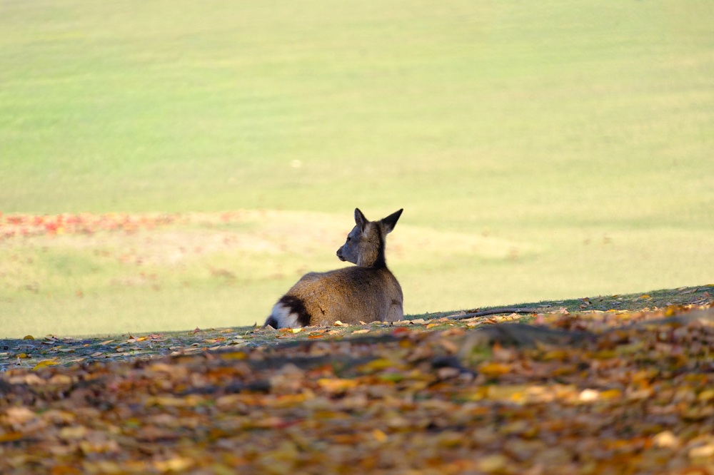 秋の奈良公園2(photo by mitto) 季節、くらしの風景