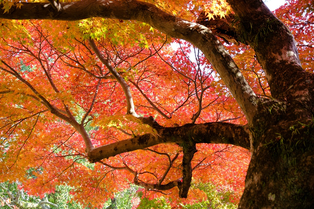秋の奈良公園3(photo by mitto) 季節、くらしの風景