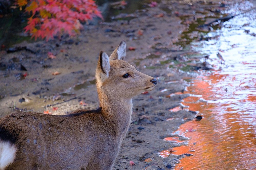 秋の奈良公園4(photo by mitto) 季節、くらしの風景