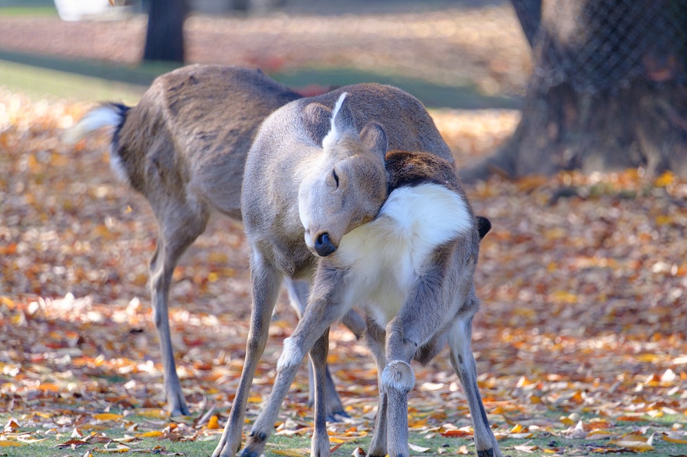 秋の奈良公園5(photo by mitto) 季節、くらしの風景