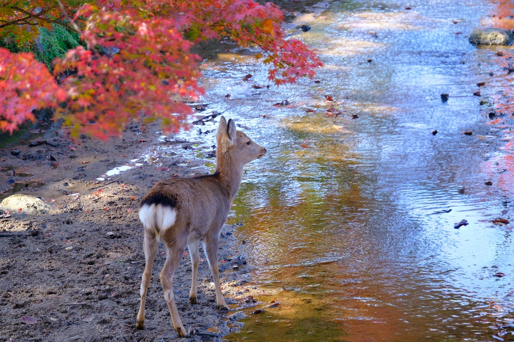 秋の奈良公園8(photo by mitto) 季節