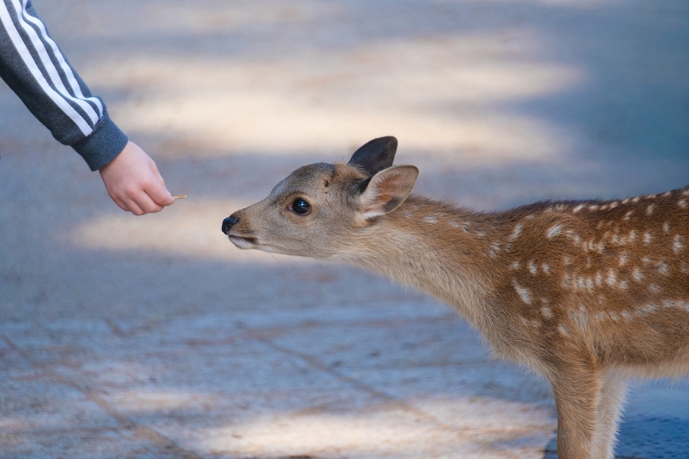 秋の奈良公園11(photo by mitto) 季節、くらしの風景