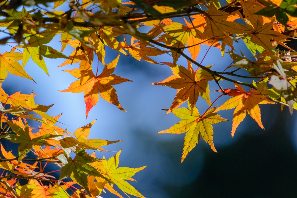 秋の奈良公園12(photo by mitto) 季節、くらしの風景