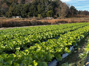 ミニ白菜の畑の様子