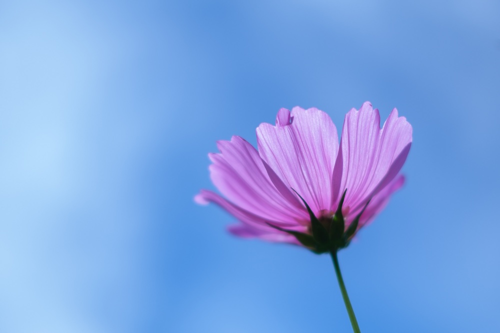 般若寺のコスモス (photo by mitto) 季節