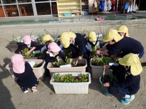 佐保幼　大根収穫