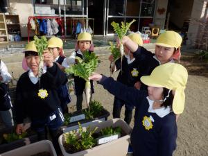 佐保幼　大根収穫②