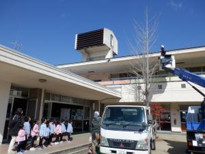 佐保幼　木の剪定